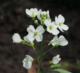 Cardamine pratensis