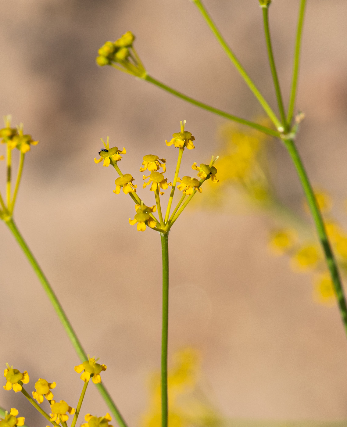 Изображение особи Prangos ammophila.