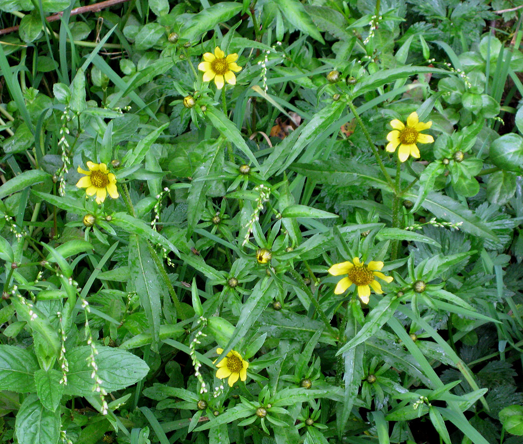 Image of Bidens cernua var. radiata specimen.