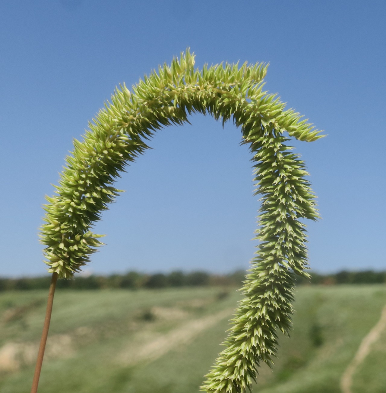 Image of Phleum phleoides specimen.