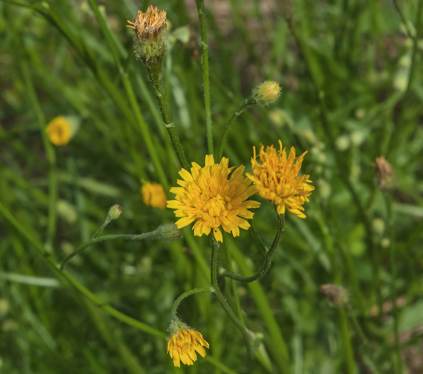 Image of Scorzoneroides autumnalis specimen.