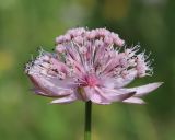 Astrantia trifida