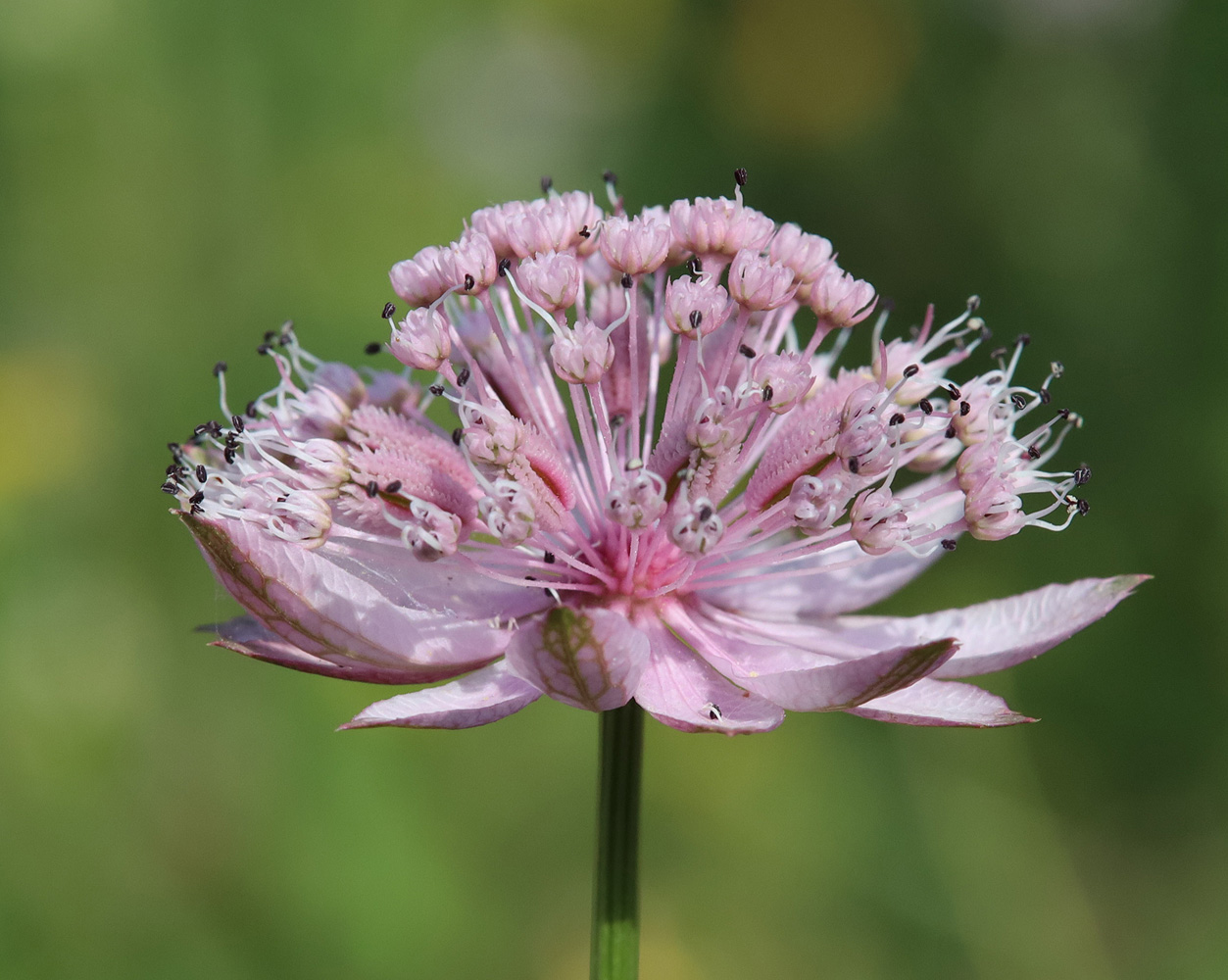 Изображение особи Astrantia trifida.