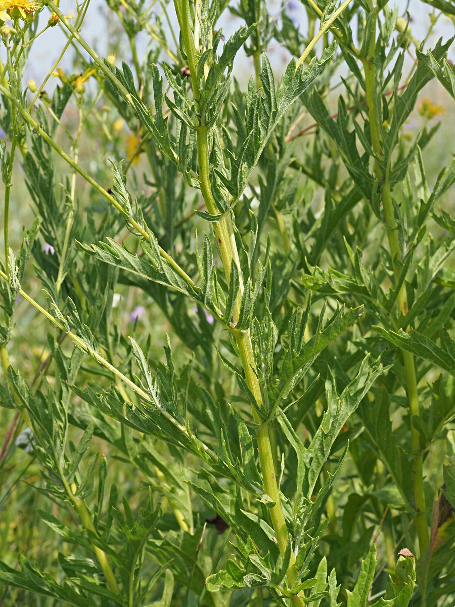 Изображение особи Senecio grandidentatus.