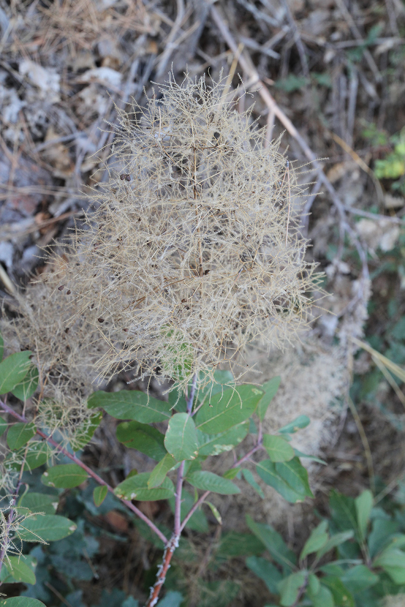 Изображение особи Cotinus coggygria.