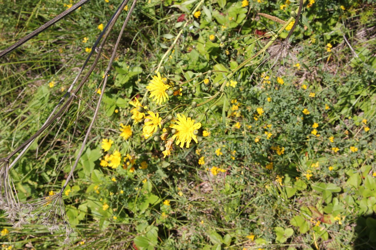 Image of genus Hieracium specimen.