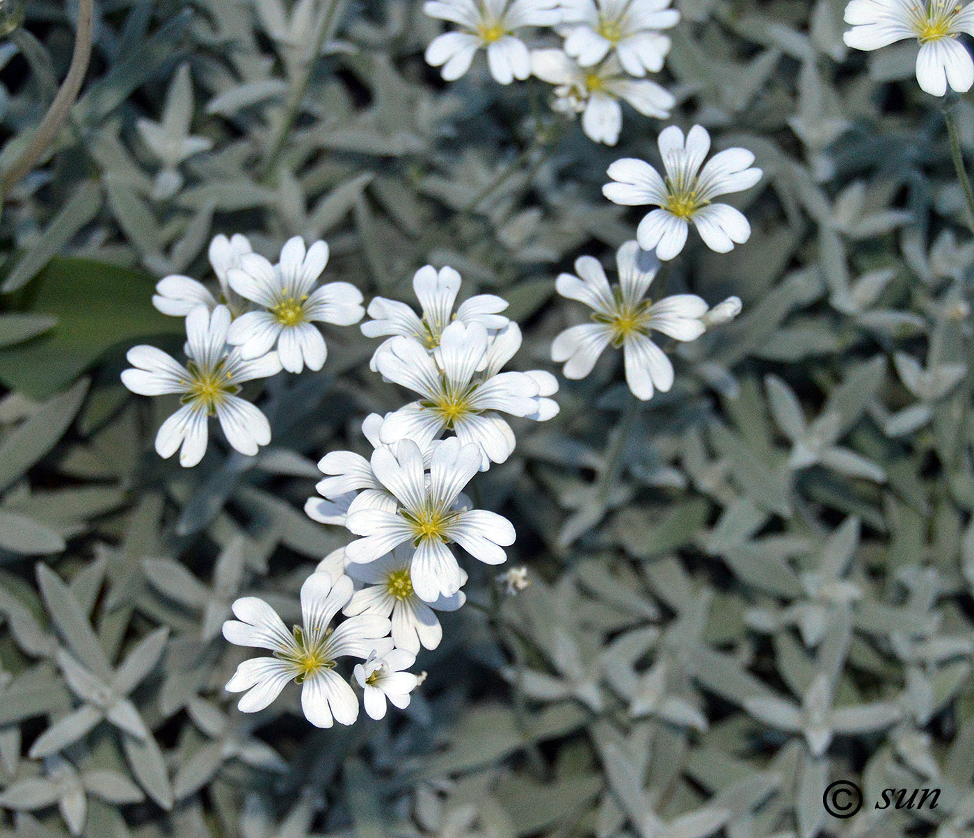 Изображение особи Cerastium argenteum.