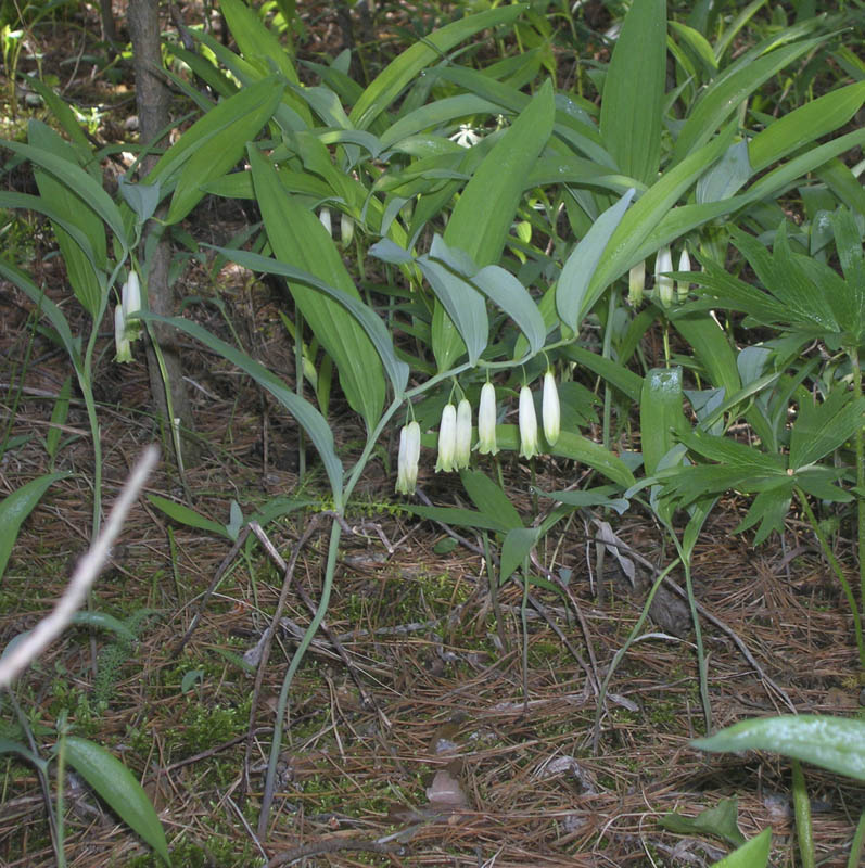 Image of Polygonatum odoratum specimen.