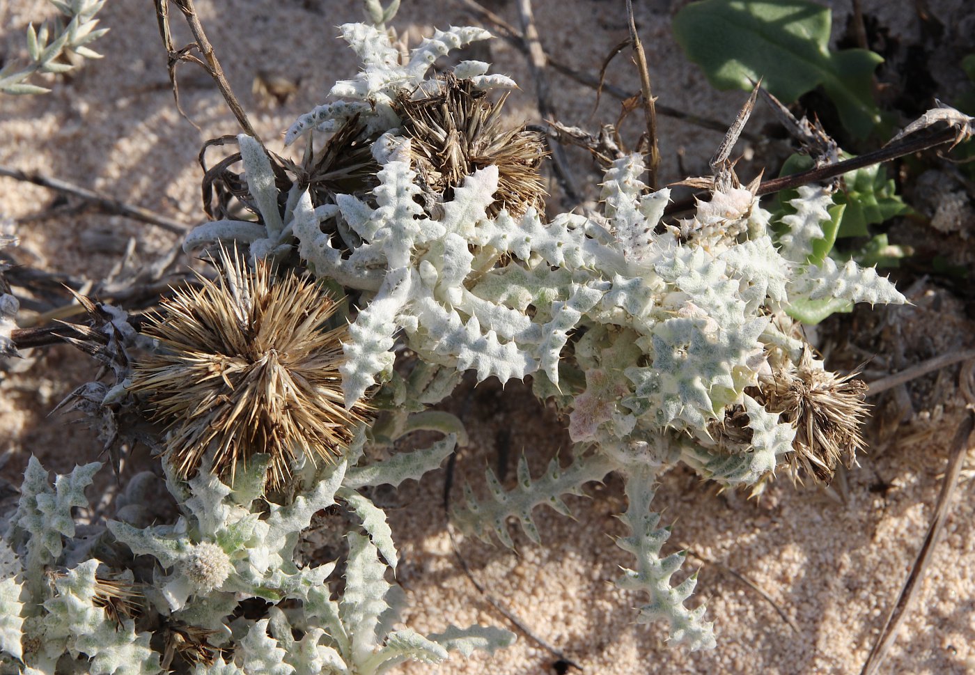 Image of Echinops taeckholmianus specimen.