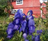 Aconitum × stoerkianum. Верхушка соцветия с питающейся гусеницей. Тверская обл., Весьегонск, в культуре. 17 августа 2021 г.