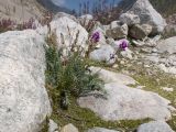 Oxytropis owerinii. Цветущее и плодоносящее растение. Кабардино-Балкария, Черекский р-н, Кабардино-Балкарский высокогорный заповедник, Черек-Безенгийское ущелье, ≈ 2300 м н.у.м., донная морена, на моховой подушке среди валунов. 16.08.2021.