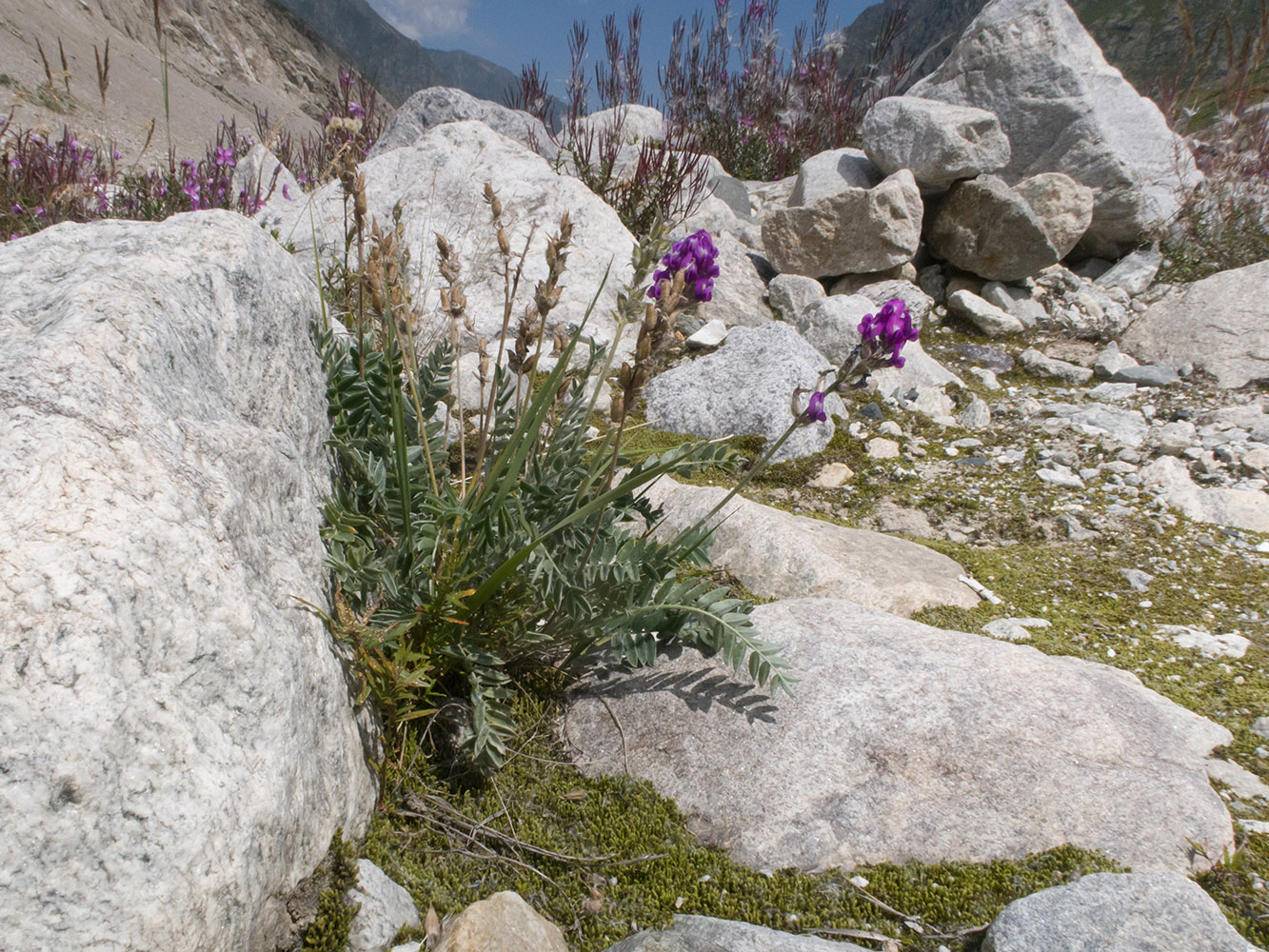 Image of Oxytropis owerinii specimen.