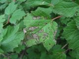 Viburnum opulus