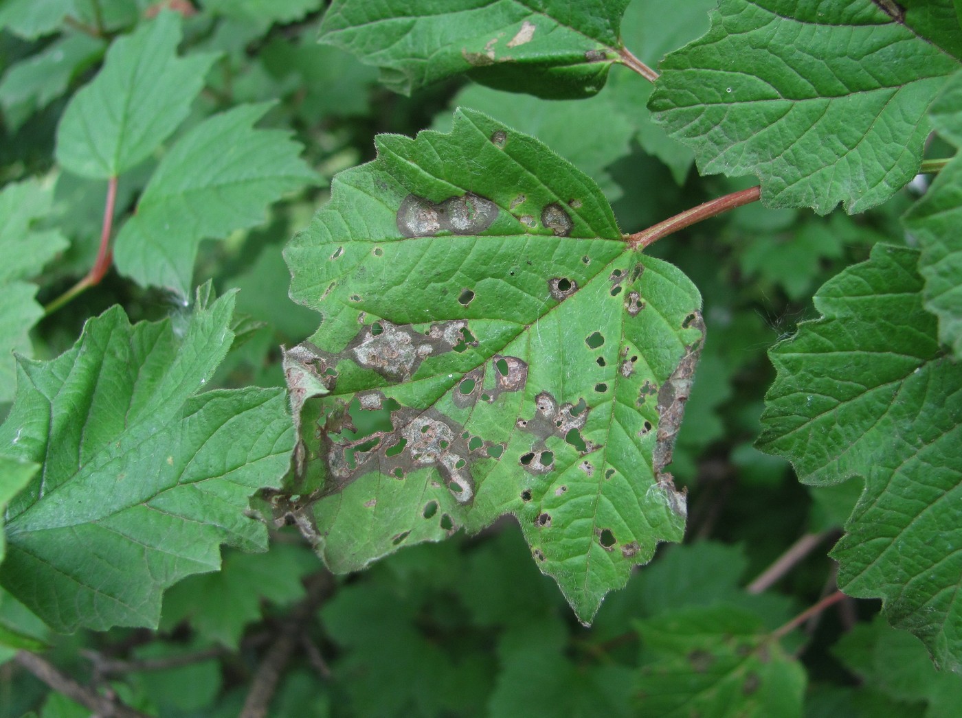 Image of Viburnum opulus specimen.