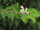 Lonicera maackii. Цветущий побег с сидящим на нём сенокосцем. США, штат Мериленд, Роквилл, на обочине дороги. 18 сентября 2007 г.