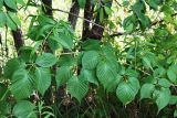 Rubus allegheniensis