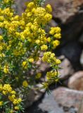 Galium verum