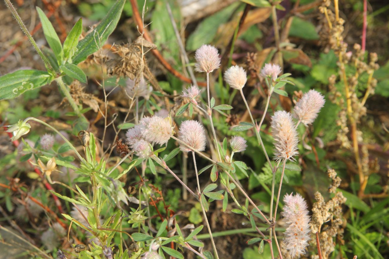 Image of Trifolium arvense specimen.