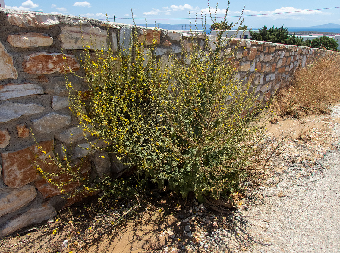 Изображение особи Verbascum chaixii.