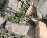Lamium amplexicaule