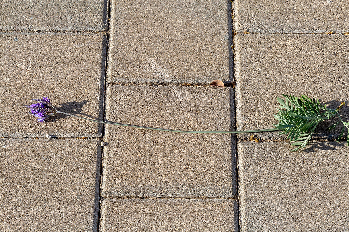 Image of Lavandula pinnata specimen.