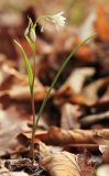 Lloydia triflora. Цветущее растение. Приморский край, окр. г. Находка, в дубовом лесу. 03.05.2022.