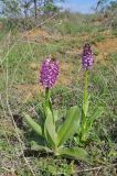 Orchis purpurea подвид caucasica. Цветущие растения. Грузия, край Квемо Картли, Тетрицкаройский муниципалитет, окр. села Гохнари, выс. 1500 м, поляна. 5 мая 2019 г.