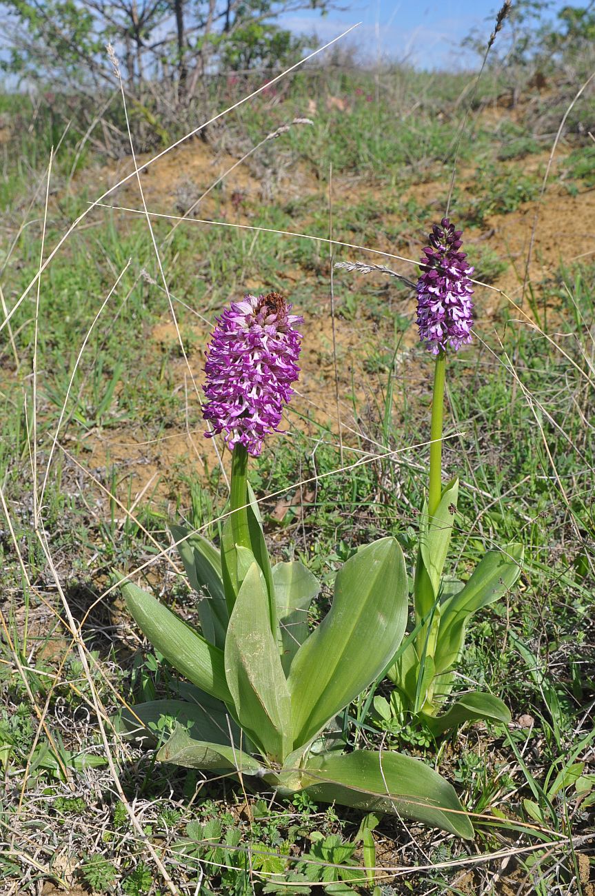 Изображение особи Orchis purpurea ssp. caucasica.