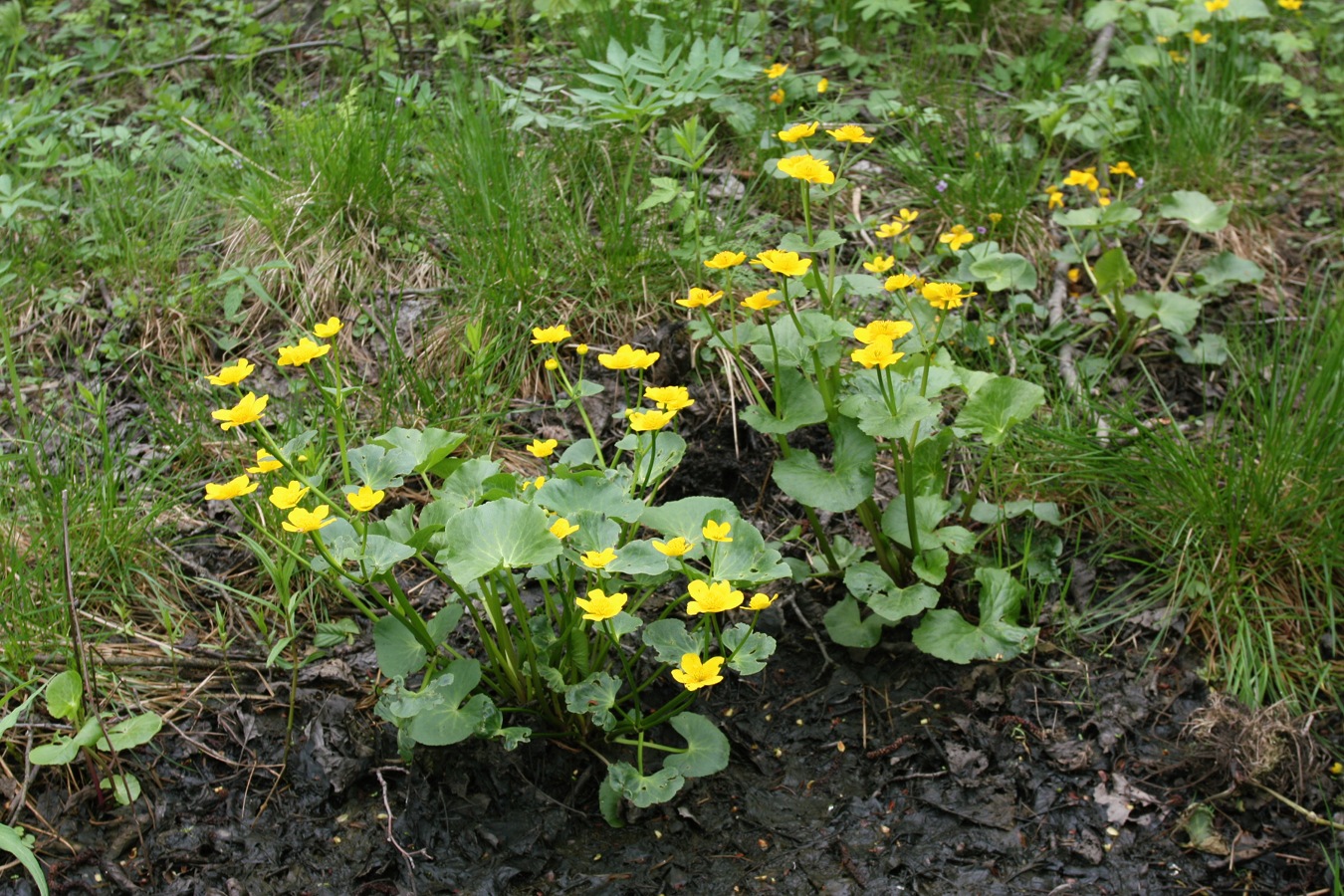 Изображение особи Caltha palustris.