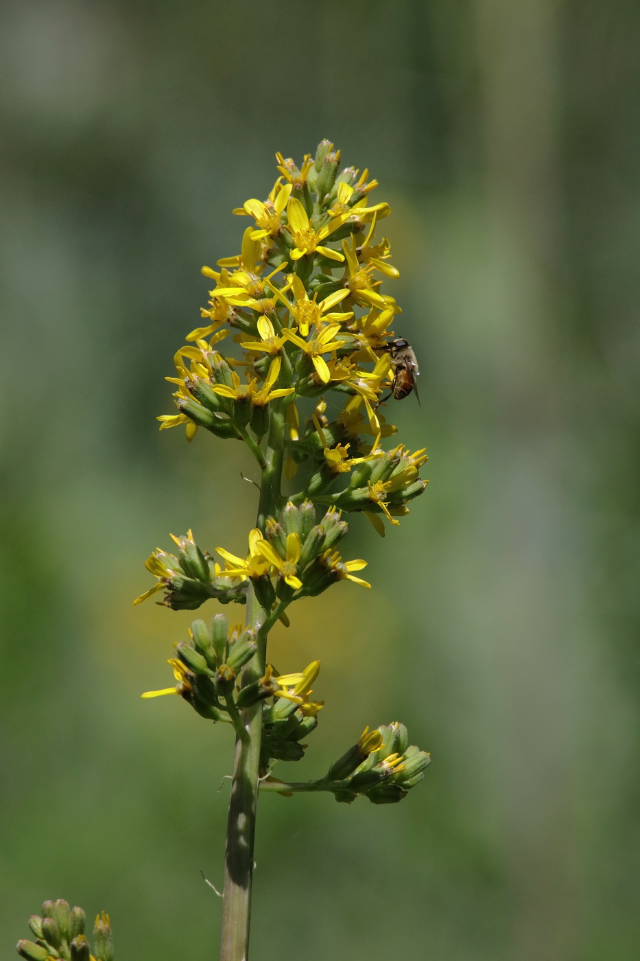 Изображение особи Ligularia heterophylla.