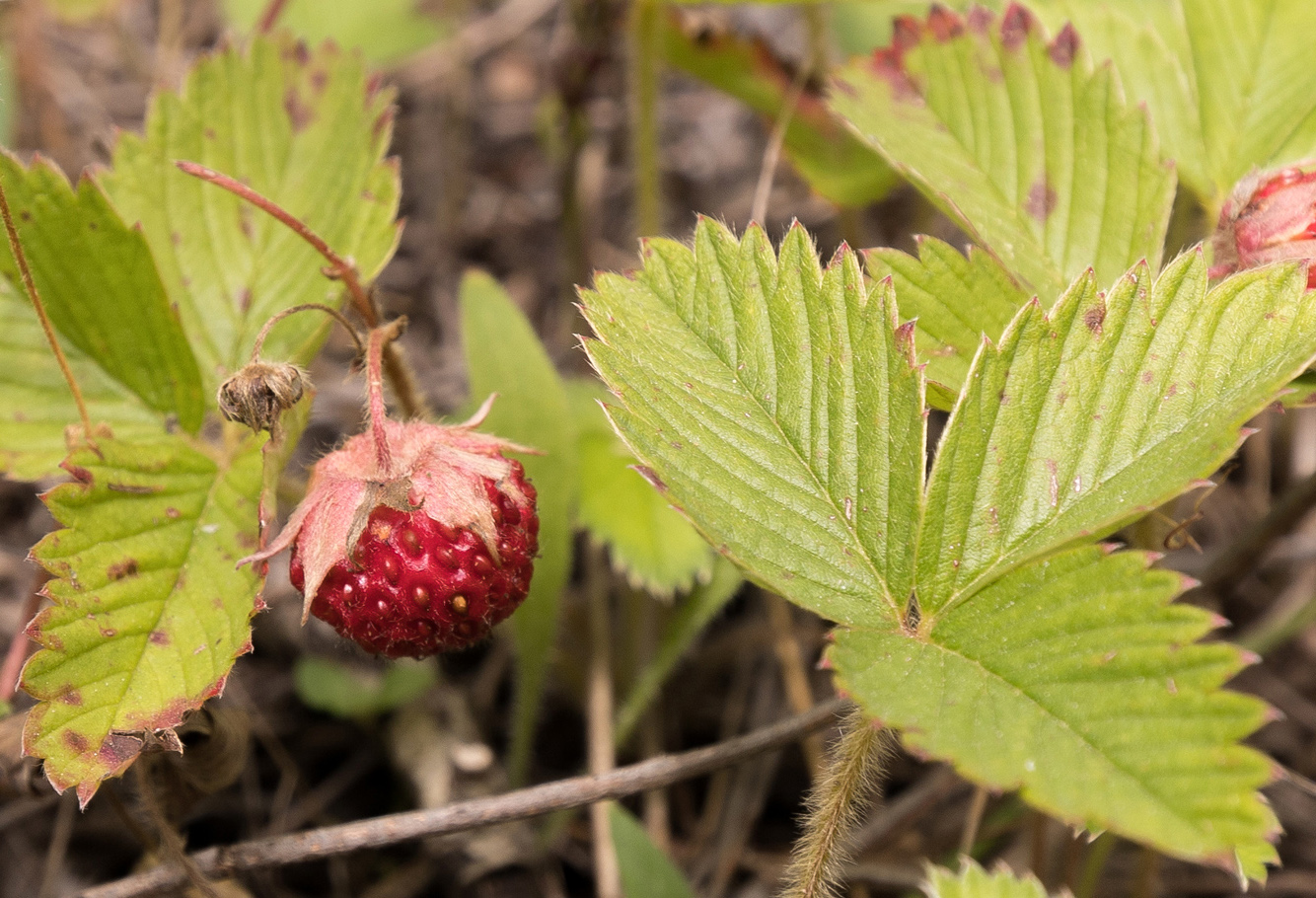 Image of Fragaria viridis specimen.