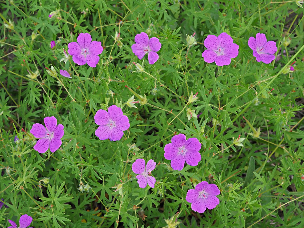 Изображение особи Geranium sanguineum.