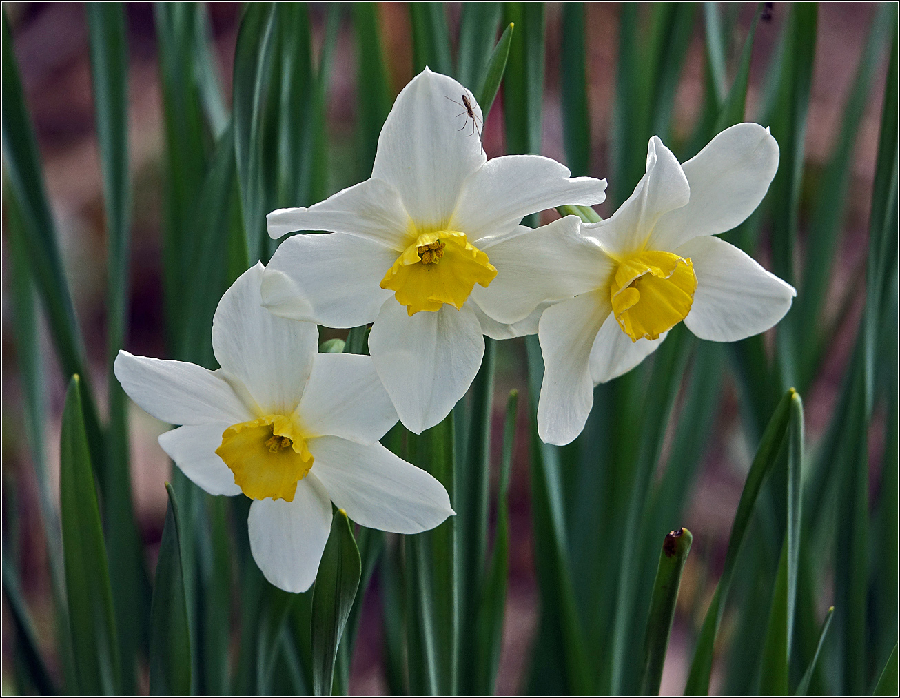 Image of genus Narcissus specimen.