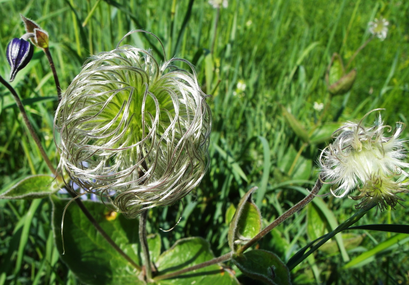 Image of Clematis integrifolia specimen.