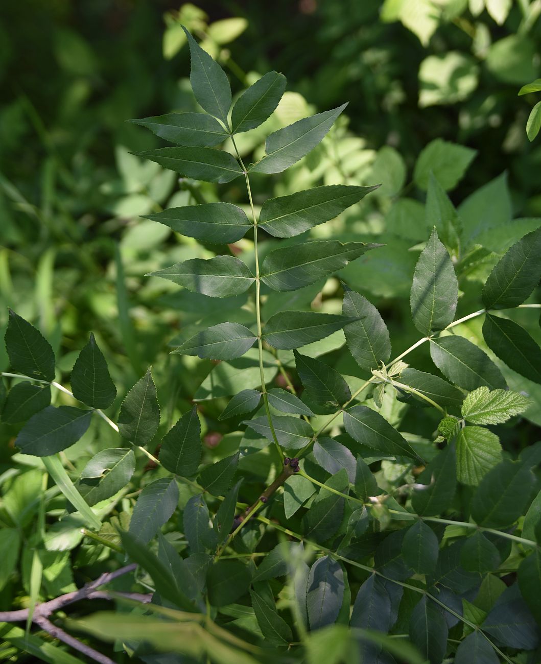 Image of Fraxinus excelsior specimen.