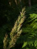 Calamagrostis epigeios