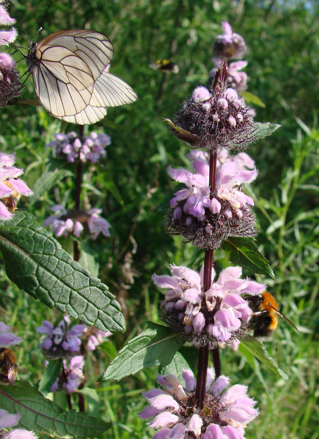Изображение особи Phlomoides tuberosa.