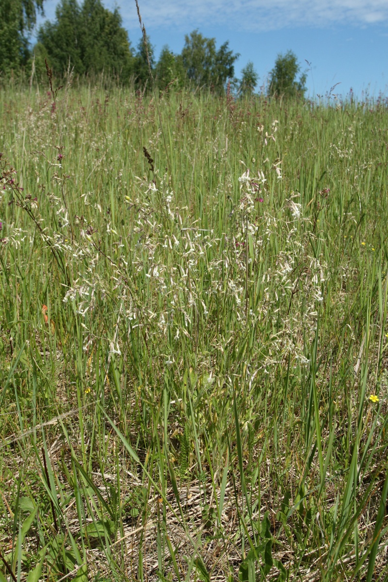 Изображение особи Silene nutans.