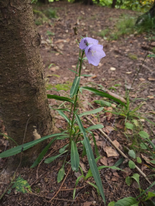 Image of Campanula persicifolia specimen.