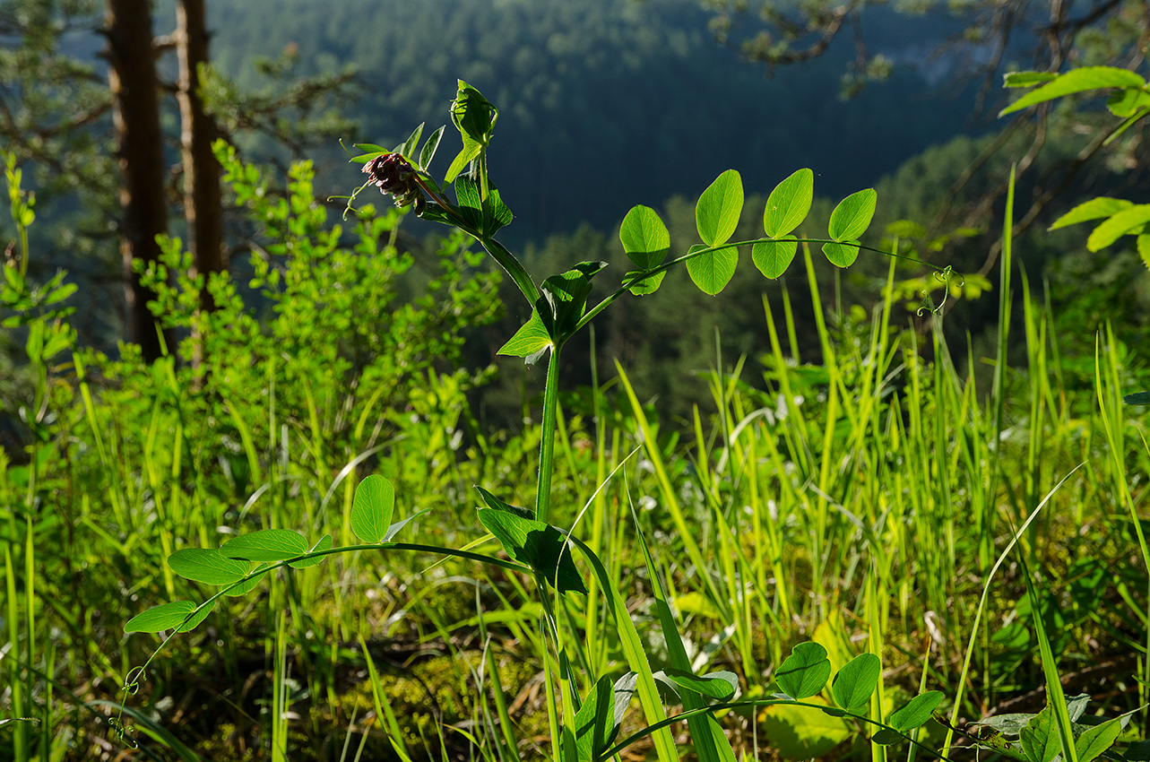 Изображение особи Lathyrus pisiformis.