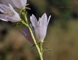 Image of taxon representative. Author is Лариса Крайник