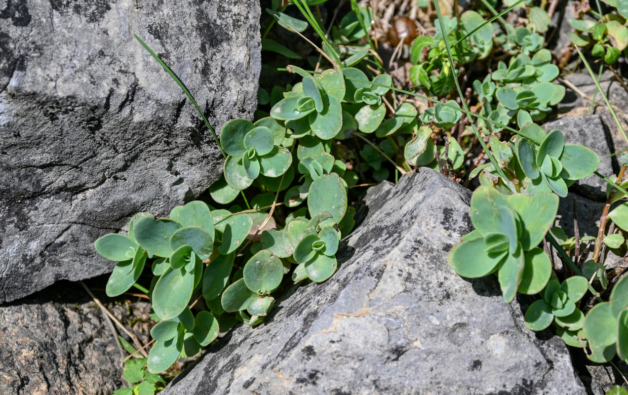 Изображение особи Hylotelephium ewersii.