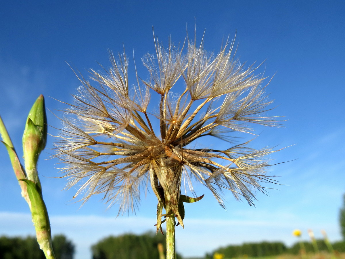 Image of Tragopogon podolicus specimen.