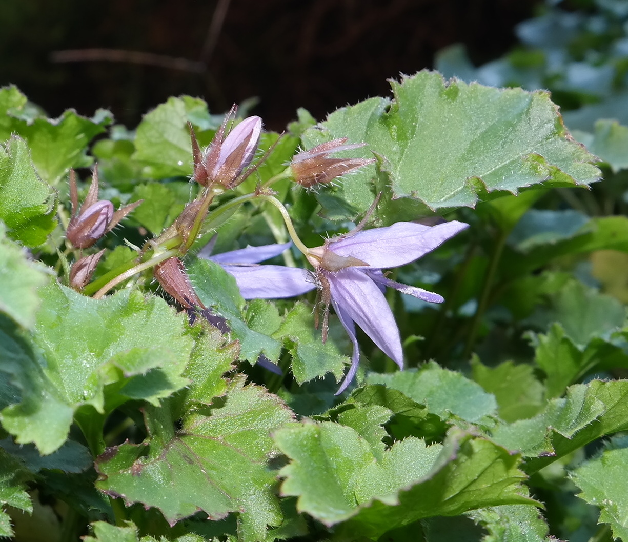 Изображение особи Campanula garganica.