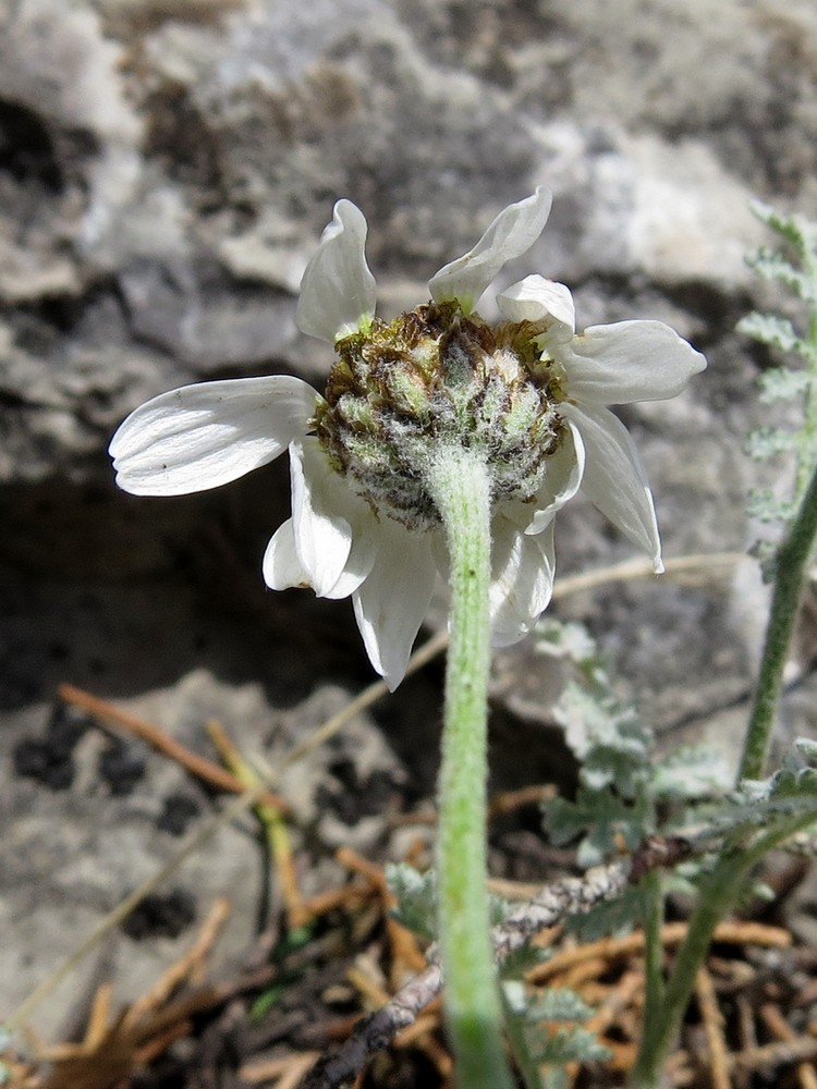 Image of Richteria pyrethroides specimen.