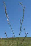 Astragalus tenuis