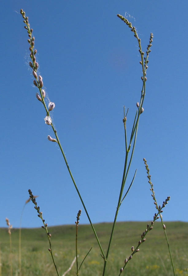 Image of Astragalus tenuis specimen.