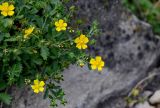 Potentilla