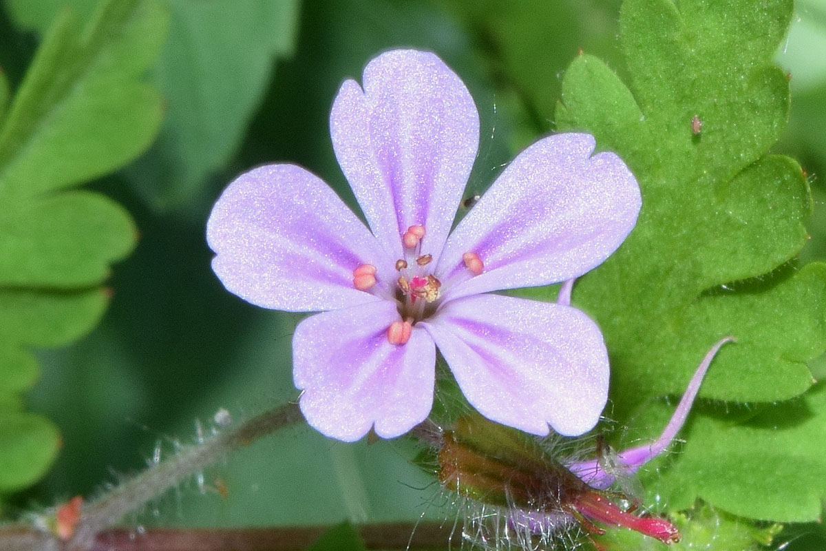 Изображение особи Geranium robertianum.