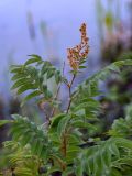 Sorbaria sorbifolia. Верхушка отцветшего растения. Сахалин, Корсаковский гор. округ, Бирюзовые озёра, каменистый склон. 25.08.2022.